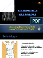 Gland Mamaria 
