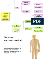 Organizacion Del Sistema Nervioso 2015