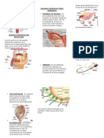 Triptico Aparato Reproductor