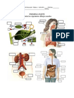 Examen Del Tema 2: Nutrición