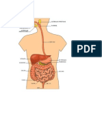 Sistema Digestivo