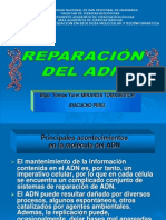 Reparación de Adn