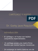 HISTOLOGIA OSTEOCARTILAGINOSA