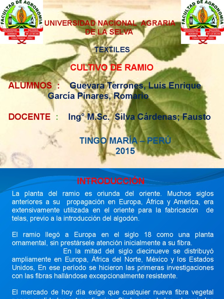 Cultivo de de Ramio | PDF | Tallo de la planta | Hoja