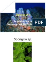 Spongierii (2)