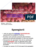 SPONGIERII