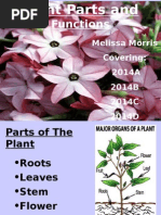  Plant Parts PowerPoint