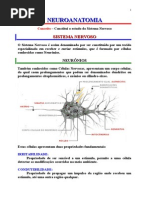Anatomia Sistêmica - Sistema Nervoso 