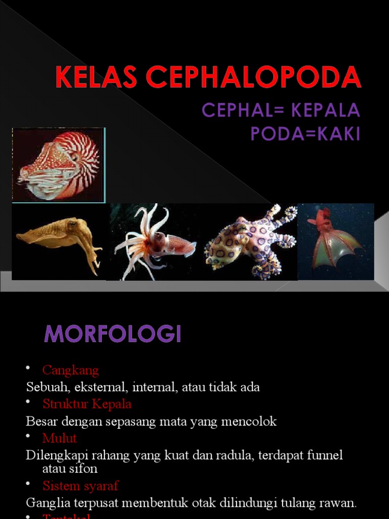 CEPHALOPODA