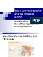 Basic Spermatogenesis