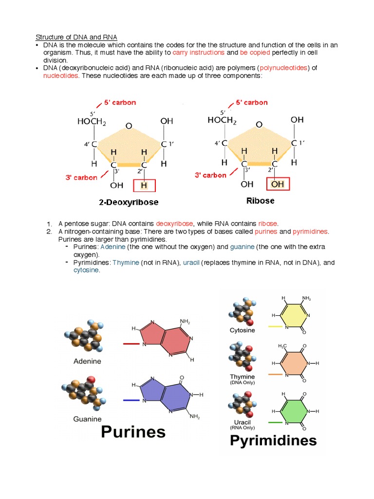 DNA and RNA Structure Explained | PDF