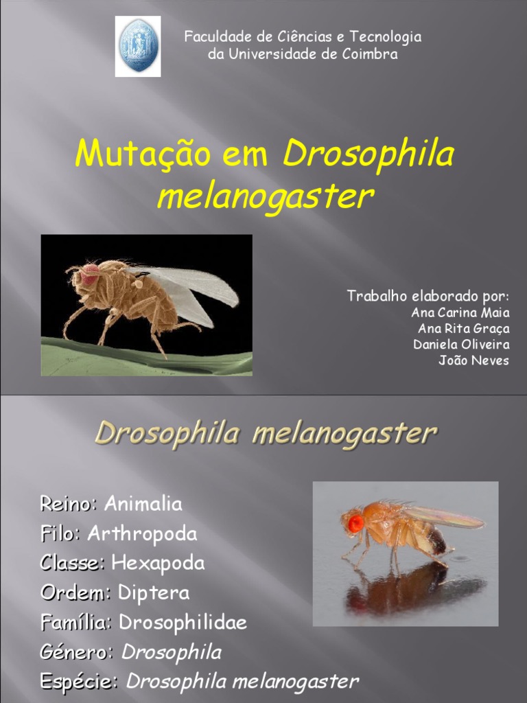 Drosophila Melanogaster | PDF | Drosophila Melanogaster | Protostomia