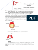 Sistemul Respirator La Mamifere