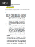 Histología