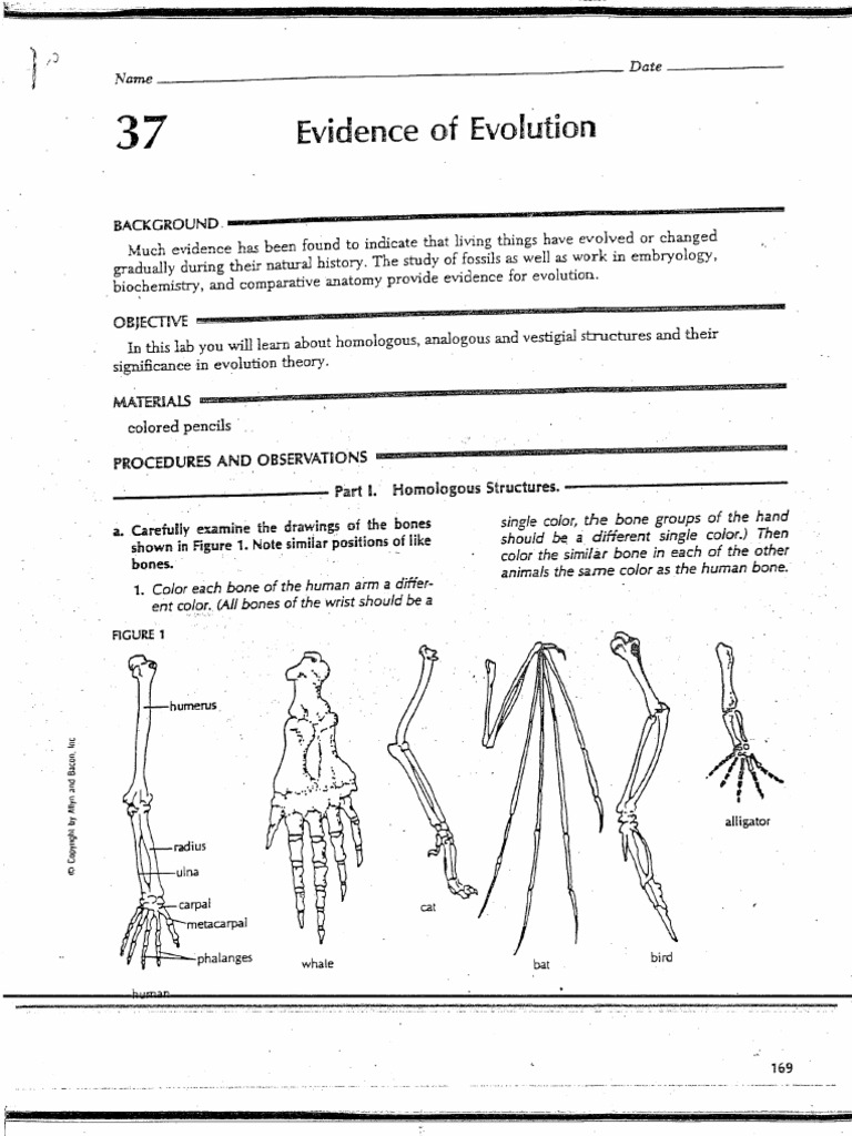 types-of-evolution-worksheet-cohomemade