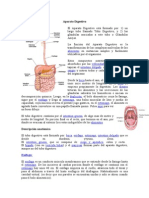 Aparato Digestivo: Tubo y Glándulas