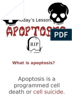 Apoptosis