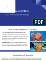 Porifera Slides