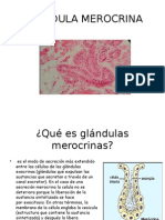 Glandula Merocrina