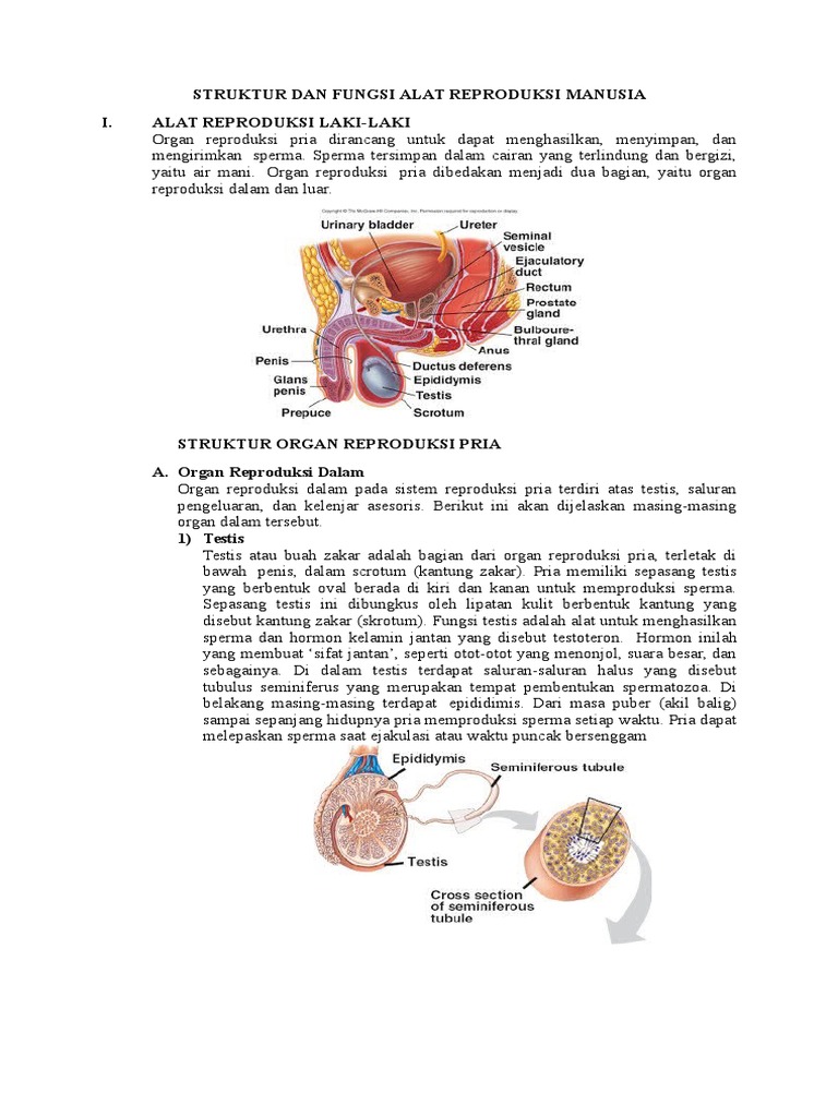 Struktur Dan Fungsi Organ Reproduksi Pria Dan Wanita ...