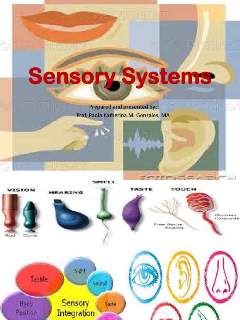 Sensory System PDF | PDF | Auditory System | Somatosensory System