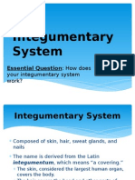 Integumentary System