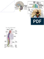 Sistema Nervioso