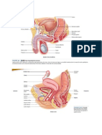 Reproductive System