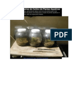 II - Opções Caseiras de Cultivo de Plantas Aquáticas: Micro Estufas de 1 Litro - em Vidros de Palmito