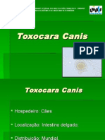 Toxocara Canis