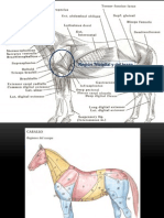 Anatomia Topografica Regiones Tricipital y Del Brazo en Equino