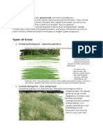 Types of Grass