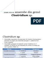  Clostridium