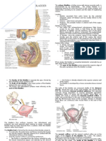 Anatomy of Urinary Bladder