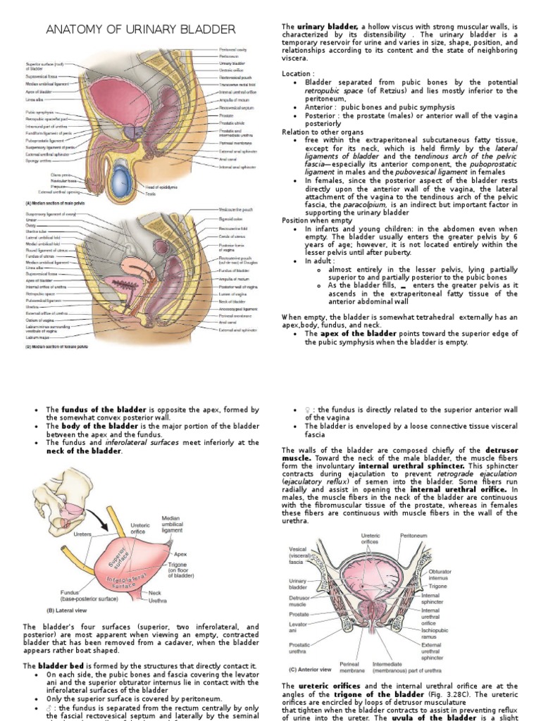 Anatomy of Urinary Bladder | Urinary Bladder | Pelvis