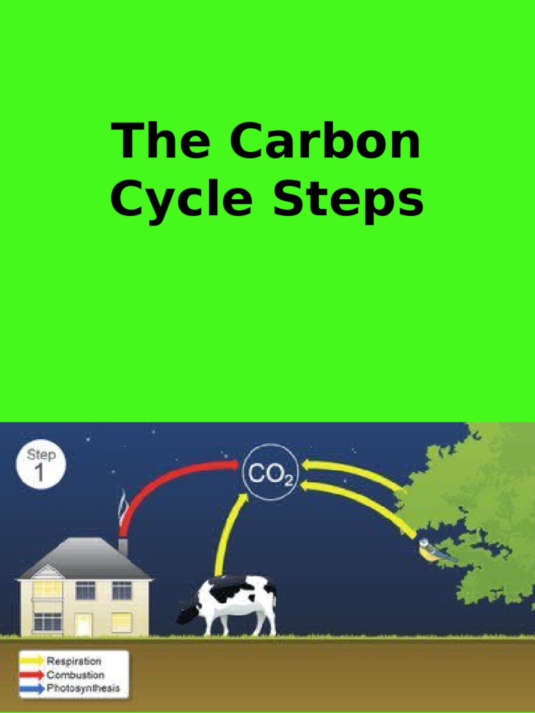 Steps of the Carbon Cycle Explained | PDF | Carbon Dioxide In Earth's ...