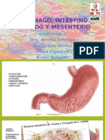 Estomago Intestino Delgado y Mesenterio