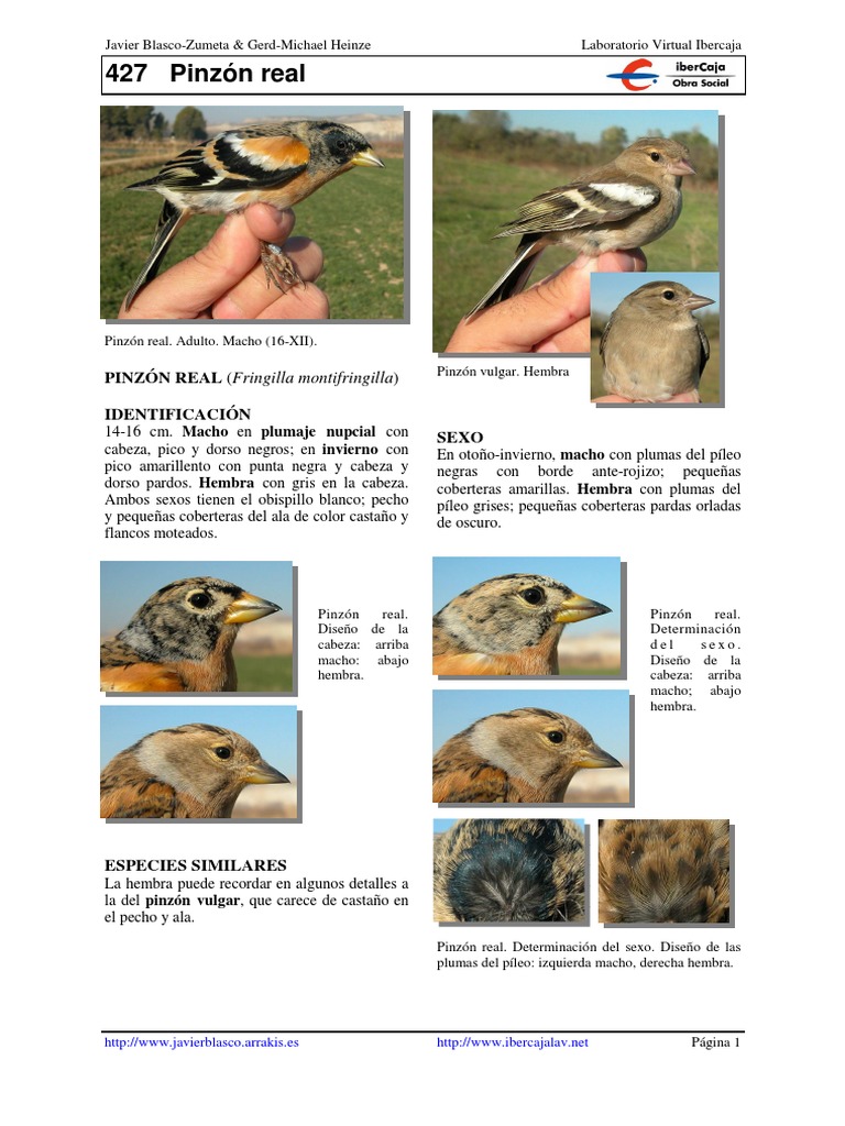 Pinzón Real | PDF | Pluma | Aves De Eurasia