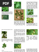 Download Daun Tunggal Dan Daun Majemuk by AlexRisandi SN292318056 doc pdf