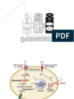 Regulasi insulin dan leptin