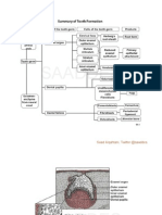 Dental Anatomy