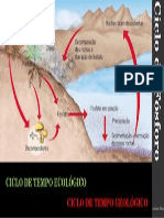 Ciclo Do Fósforo