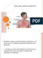 Anatomia de Los Pulmones