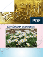 Sanguinaria Canadensis