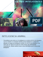 Los Animales Más Inteligentes Del Mundo