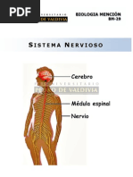 Sistema Nervioso