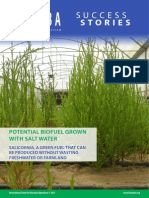 Potencial de Cultivos de Agua Salada Para Producir Biocombustibles