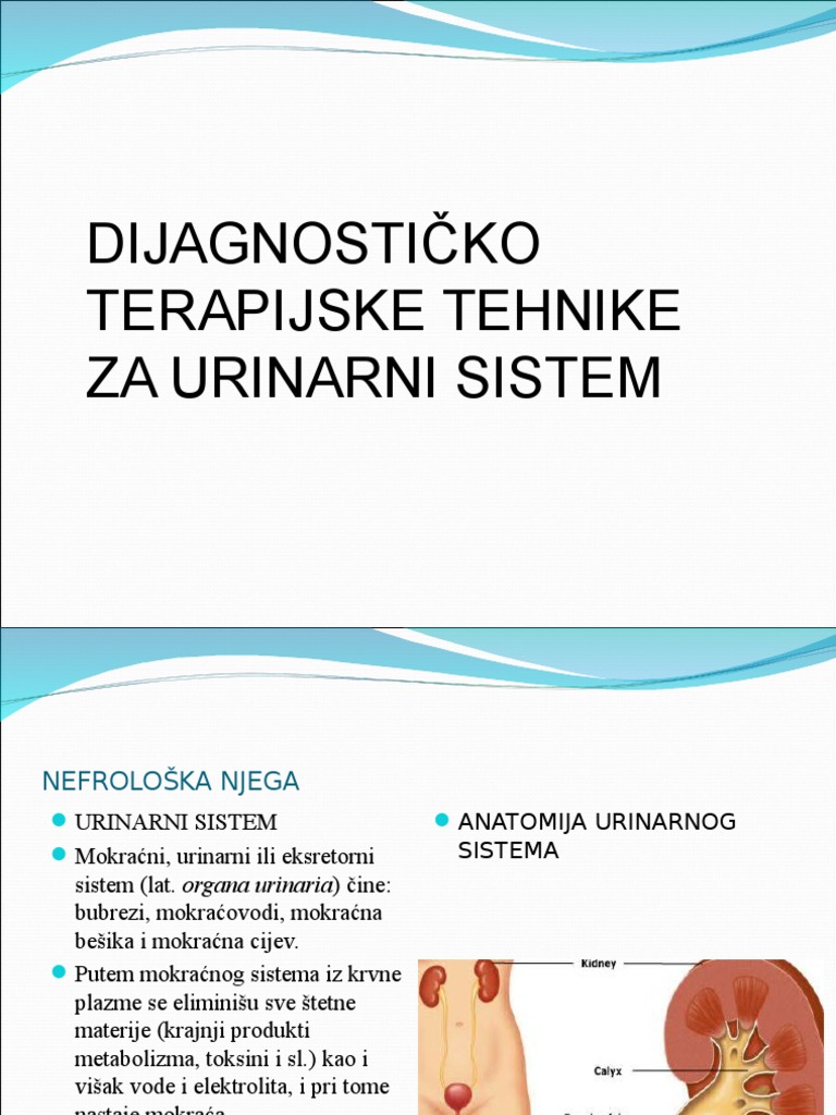 Urinarni Sistem | PDF