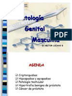 Genital Masculino