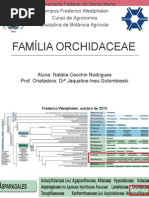 Orchidaceae
